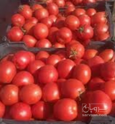 فروش گوجه فرنگی