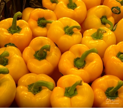 فروش فلفل دلمه ای زرد