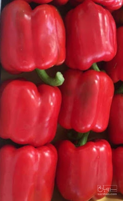 فروش فلفل دلمه ای قرمز