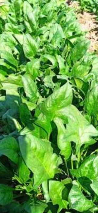 فروش اسفناج