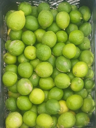 فروش لیمو ترش
