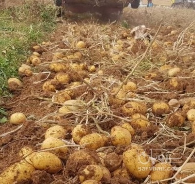 فروش سیب زمینی بذری بامبا