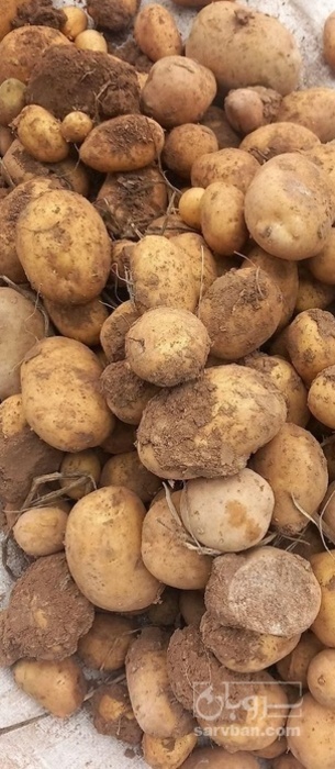 فروش سیب زمینی جلی خوراکی