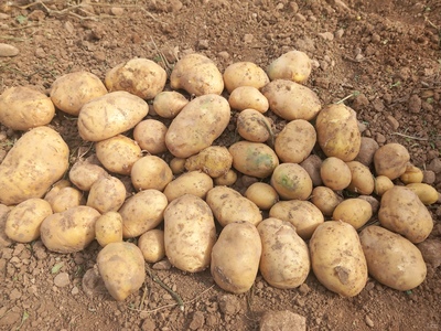 فروش سیب زمینی