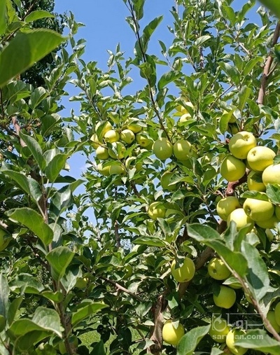فروش سیب زرد