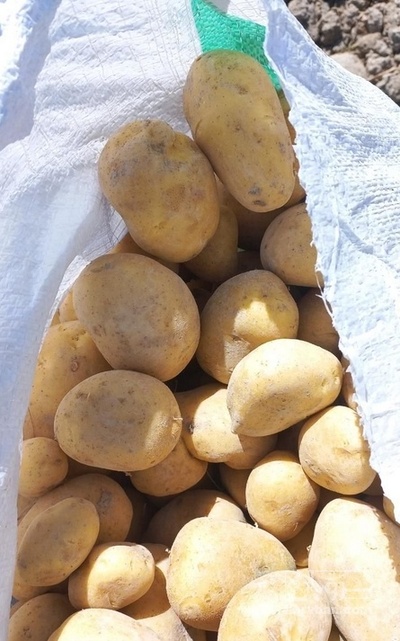 فروش سیب زمینی بامبا