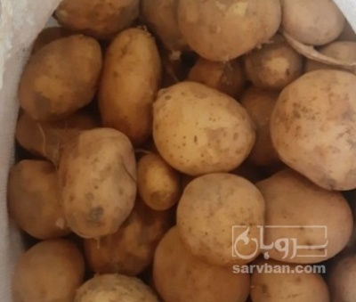 فروش سیب زمینی چلنجر