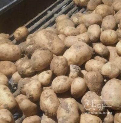 فروش سیب زمینی جلی
