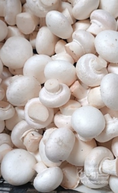 فروش قارچ دکمه ای