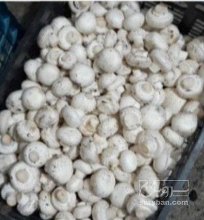 فروش قارچ دکمه ای