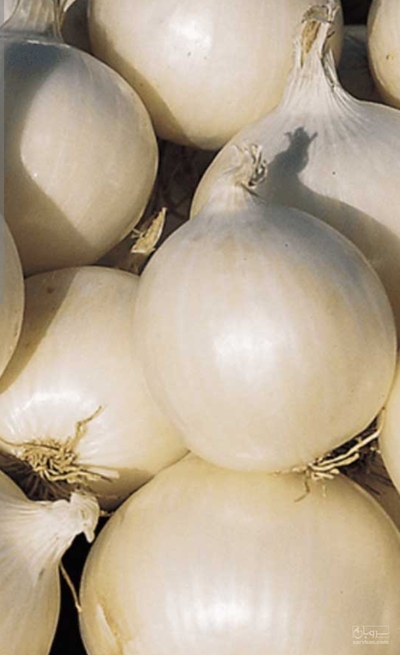 فروش پیاز