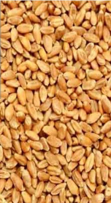 فروش گندم