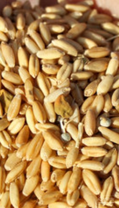 فروش گندم