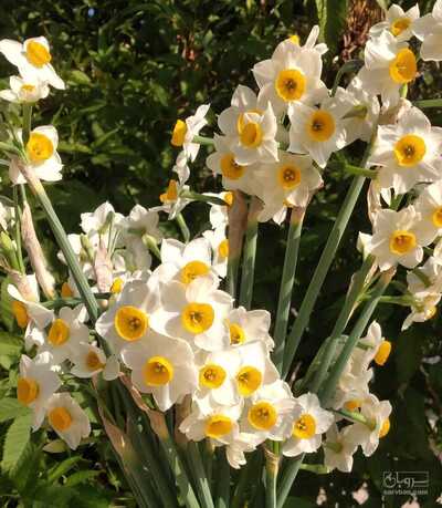 فروش گل نرگس (گیاه‌ دارویی)