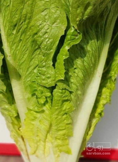 فروش کاهو ایرانی - رومانو