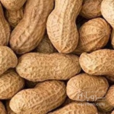 فروش بادام زمینی باقلاف