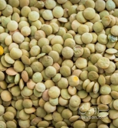 فروش عدس