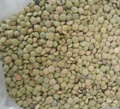 فروش عدس