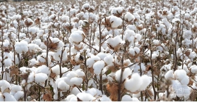 فروش پنبه