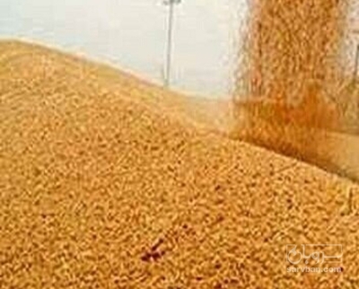 فروش گندم آبی
