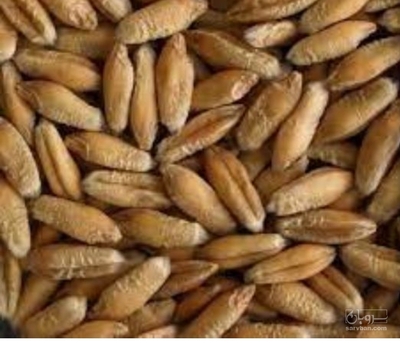 فروش گندم دیم