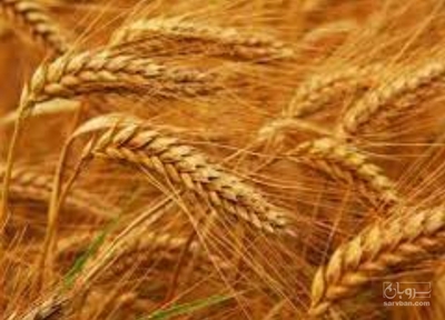 فروش گندم آبی
