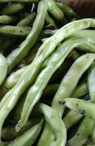 فروش باقلا تازه - باقالی - باقالا