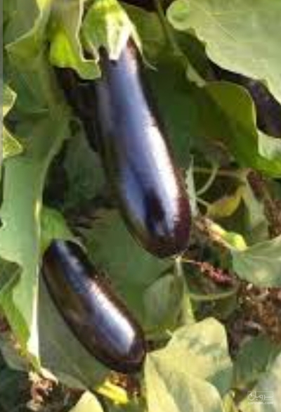 فروش بادمجان