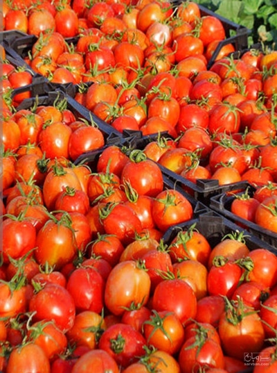 فروش گوجه فرنگی