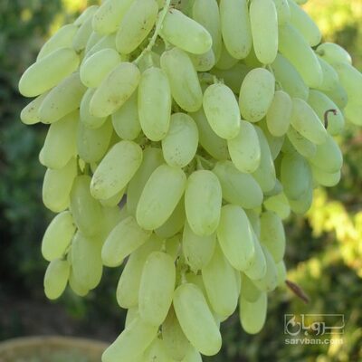 فروش انگور عسگری