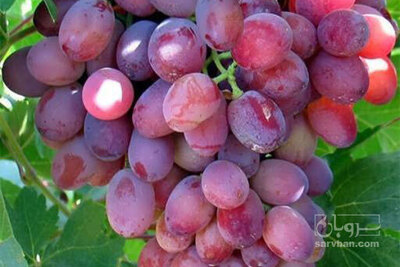 فروش انگورسهابی