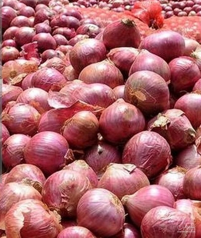 فروش پیاز