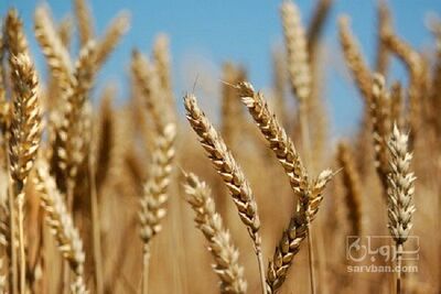 فروش گندم آبی