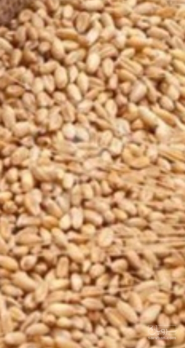 فروش گندم