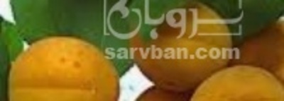 فروش زردآلو