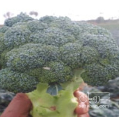 فروش کلم بروکلی
