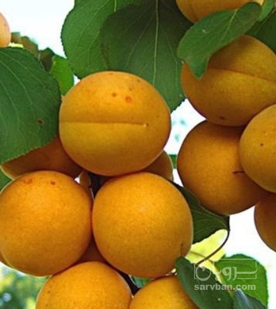 فروش زردآلو