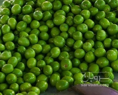 فروش گوجه سبز
