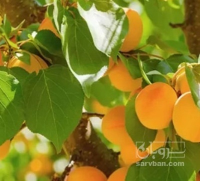 فروش زردآلو