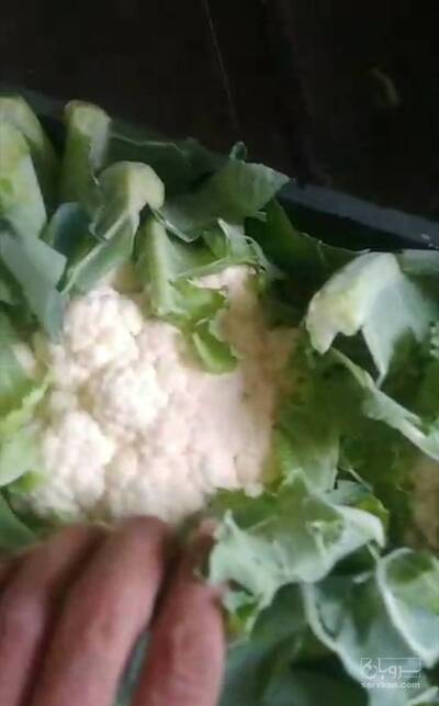 فروش گل کلم