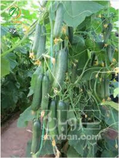 فروش خیارگلخانه ای