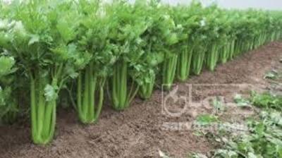 فروش کرفس