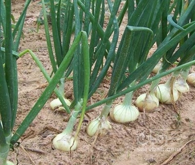 فروش پیاز سفید