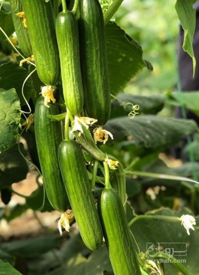 فروش خیار گلخانه ایی