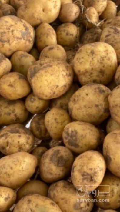 فروش سیب زمینی اگریا