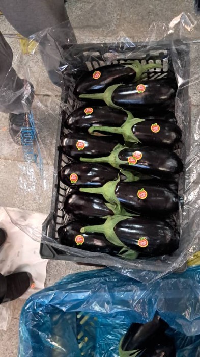 فروش بادمجان