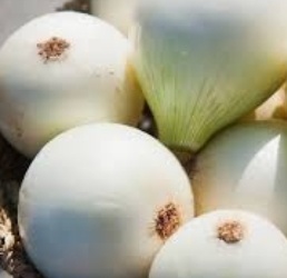 فروش پیاز سفید