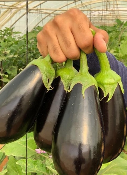 فروش بادمجان لامپی