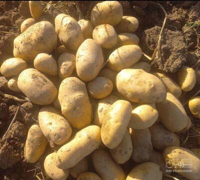 فروش سیب زمینی