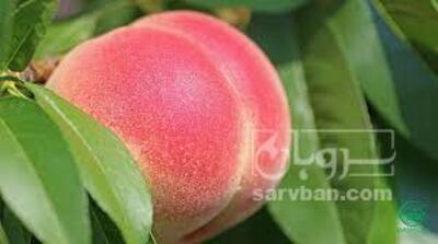 فروش هلو